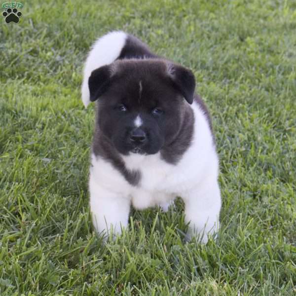 Teagan, Akita Puppy